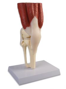 Knee Joint. life size. with muscles