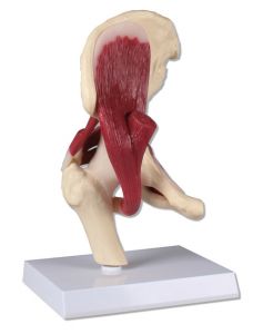 Hip Joint. life size. with muscles